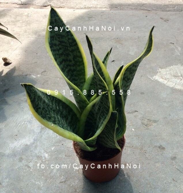 Cây lưỡi hổ để bàn dạng nhỏ Cây lưỡi hổ để bàn dạng nhỏ