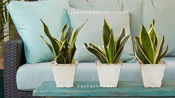 Cây lưỡi hổ để bàn