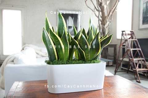 Cây lưỡi hổ để bàn đẹp Cây lưỡi hổ để bàn đẹp