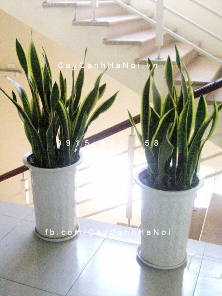 Cây lưỡi hổ trang trí nội thất Cây lưỡi hổ trang trí nội thất