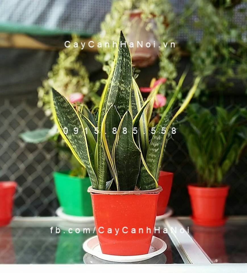 Cây lưỡi hổ để bàn đẹp