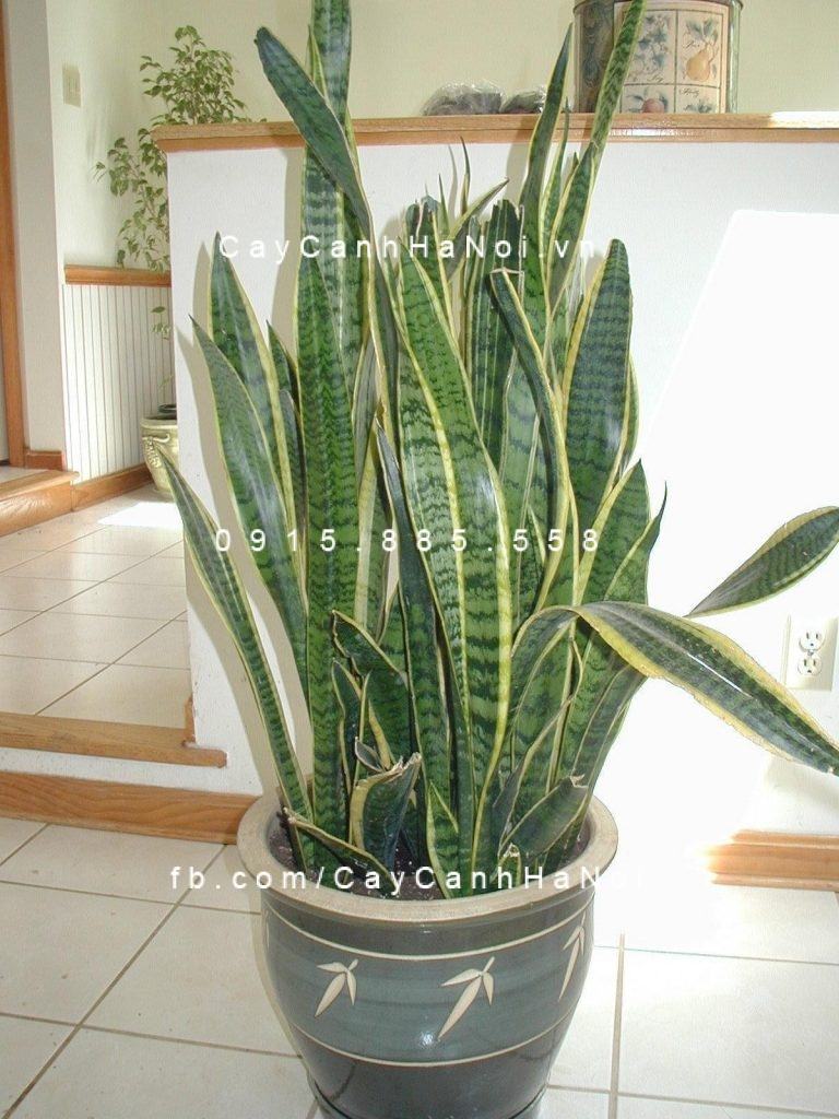Cây lưỡi hổ trang trí nội thất Cây lưỡi hổ trang trí nội thất