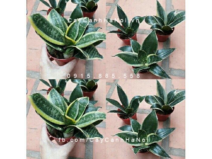 Cây lưỡi hổ Cây lưỡi hổ