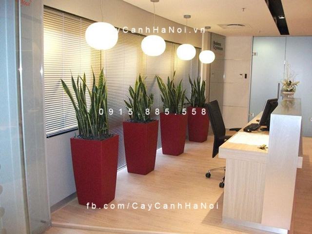 Cây lưỡi hổ trưng bày trong văn phòng Cây lưỡi hổ trưng bày trong văn phòng