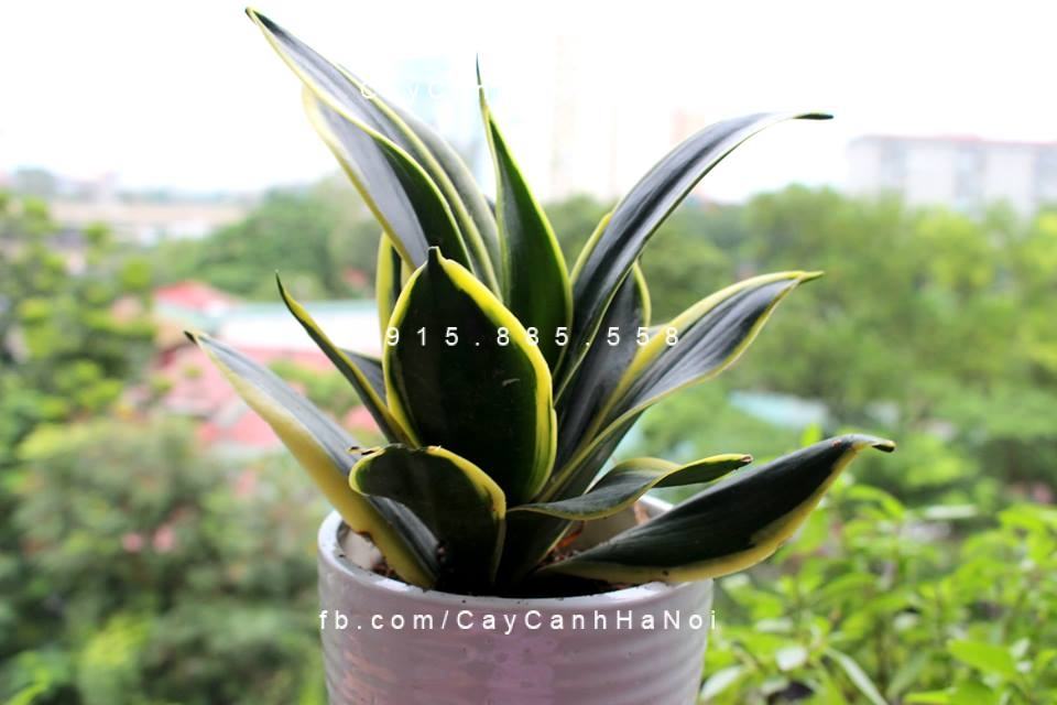 Cây lưỡi hổ để cửa sổ 