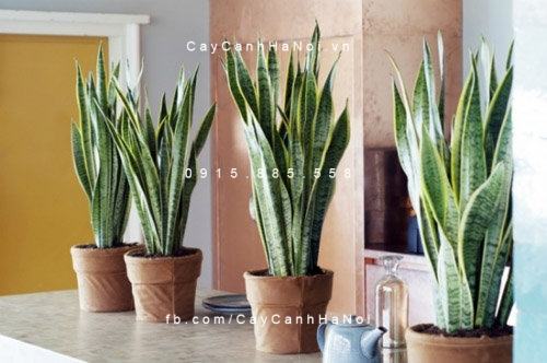 Cây lưỡi hổ trang trí nội thất Cây lưỡi hổ trang trí nội thất