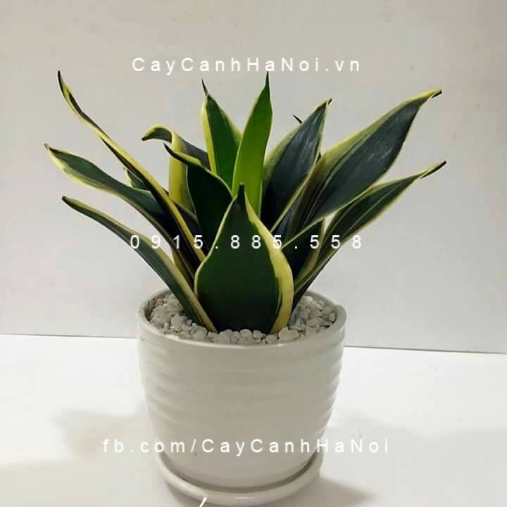 Chậu lưỡi hổ để bàn Chậu lưỡi hổ để bàn