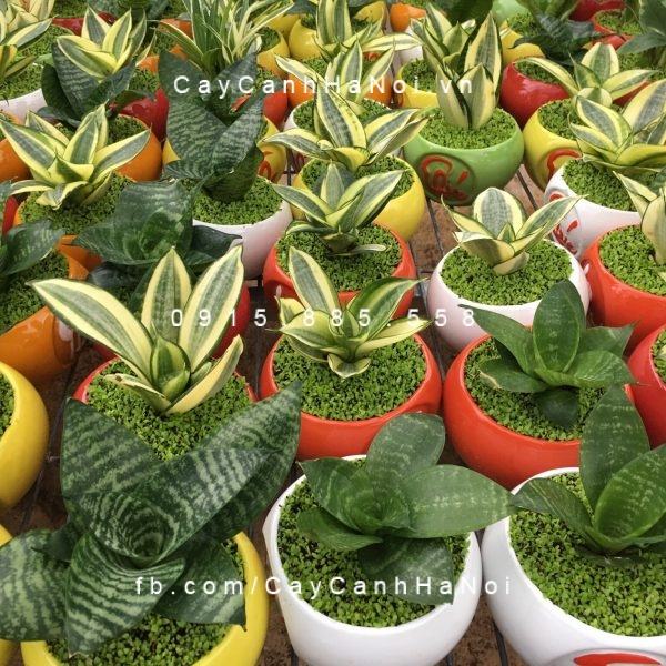 Cây lưỡi hổ để bàn làm cảnh đẹp