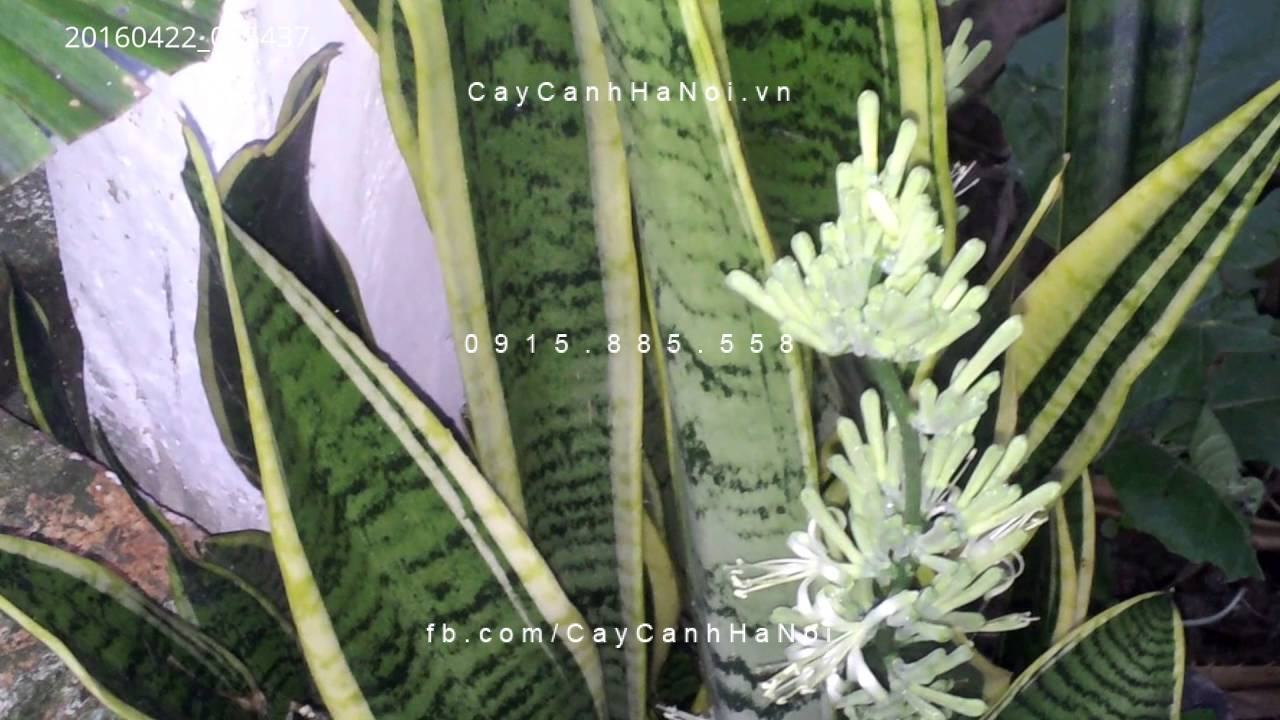Cây lưỡi hổ ra hoa Cây lưỡi hổ ra hoa