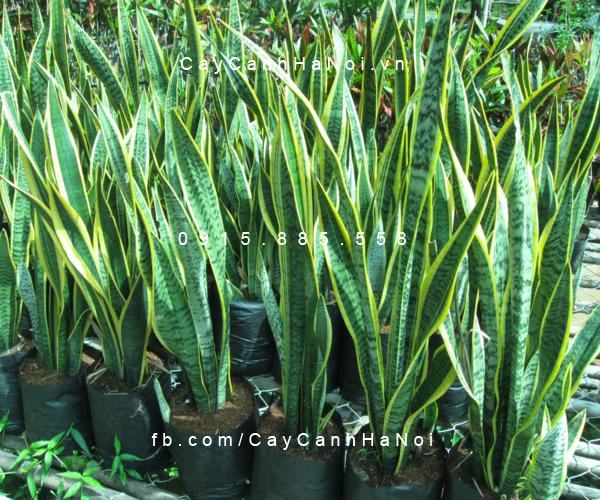 Cây lưỡi hổ Cây lưỡi hổ