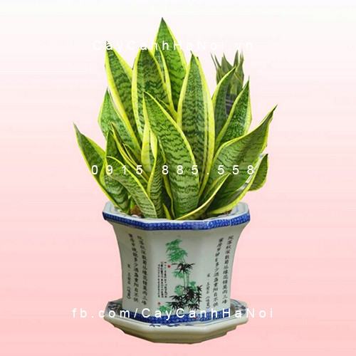 Cây lưỡi hổ trang trí