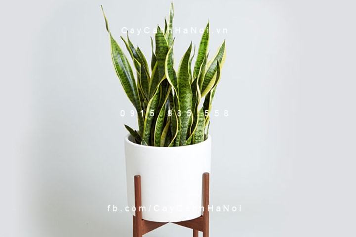 Cây lưỡi hổ để kệ Cây lưỡi hổ để kệ
