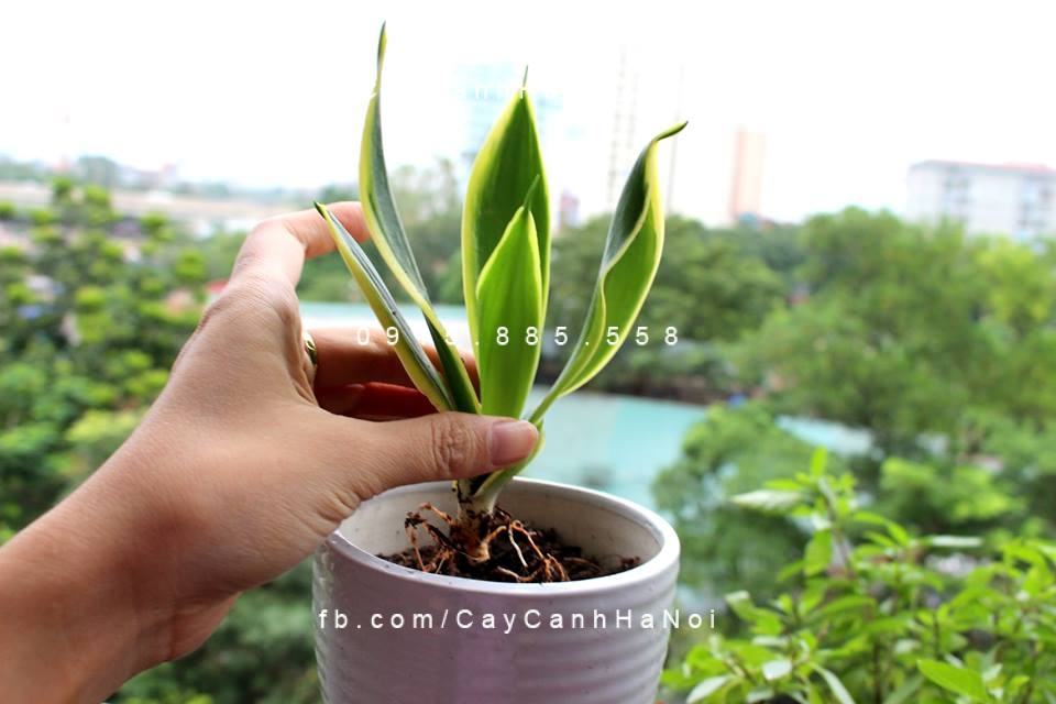 Cây lưỡi hổ có độc Cây lưỡi hổ có độc