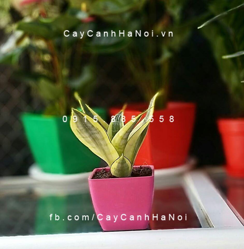 Cây lưỡi hổ để bàn Cây lưỡi hổ để bàn