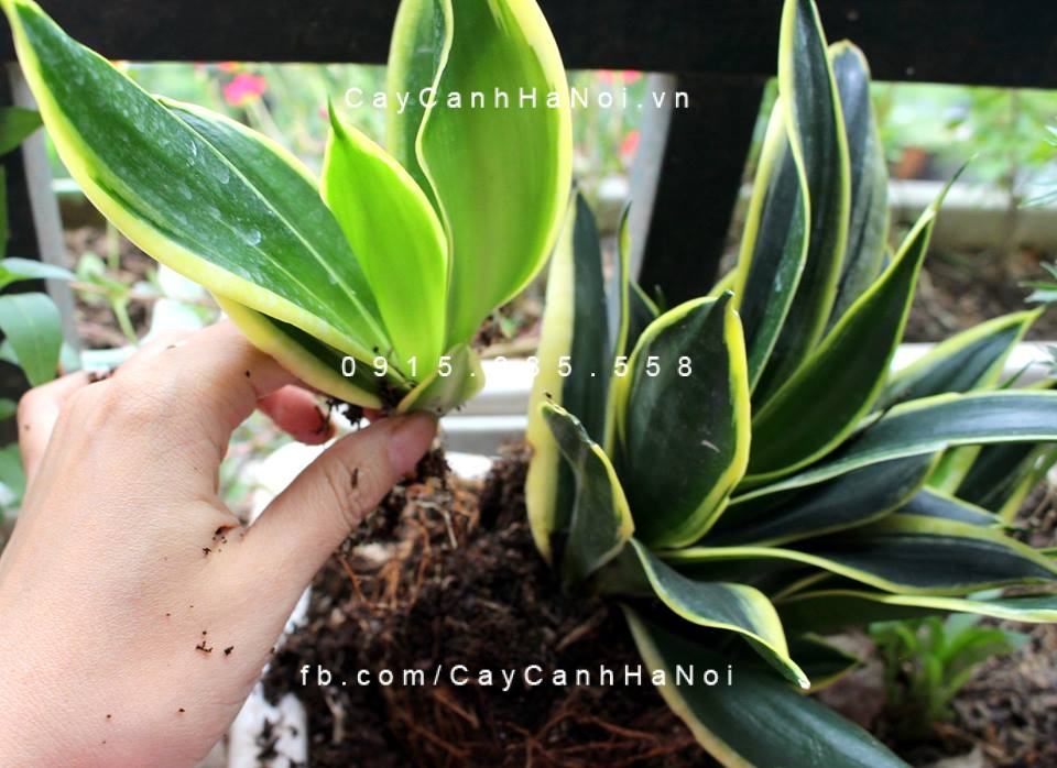 Trồng cây lưỡi hổ