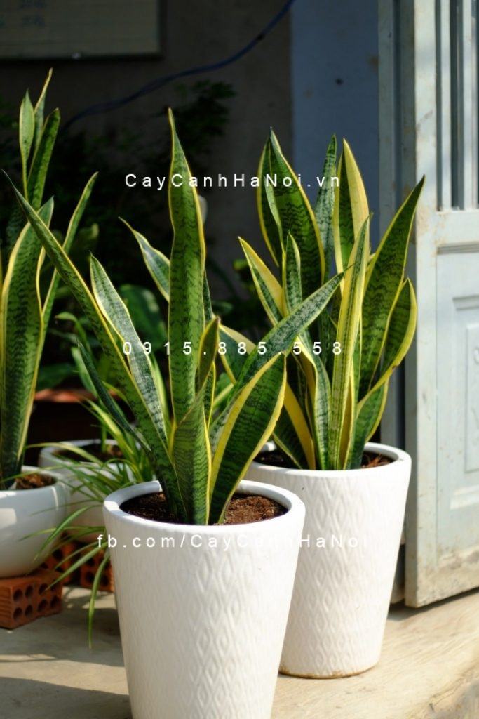 cây lưỡi hổ làm cảnh cây lưỡi hổ làm cảnh
