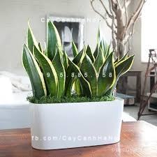 Cây lưỡi hổ để bàn đẹp Cây lưỡi hổ để bàn đẹp