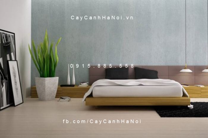 Cây lưỡi hổ trang trí nội thất Cây lưỡi hổ trang trí nội thất