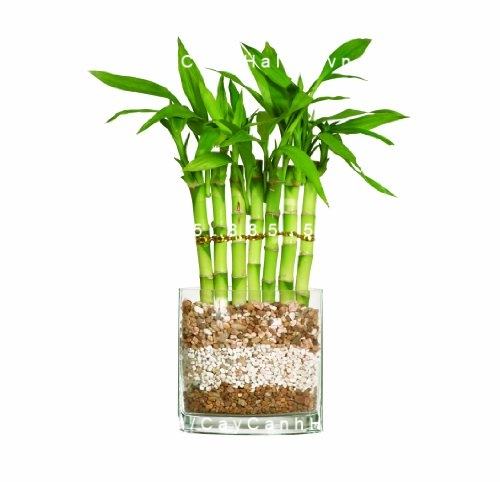 Cây phát tài để bàn Cây phát tài để bàn