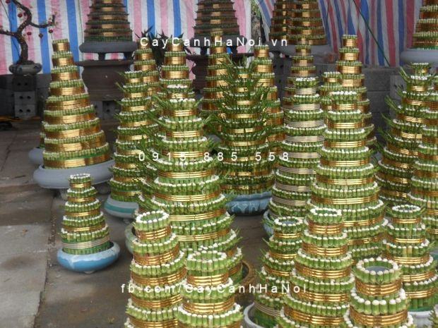 Cây phát tài trưng tết