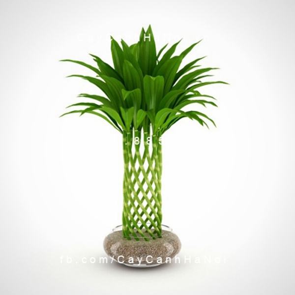 Cây phát tài tạo dáng đẹp Cây phát tài tạo dáng đẹp