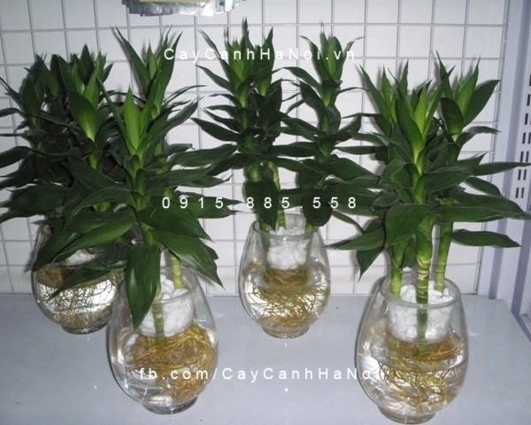 Cây phát tài trồng trong nước Cây phát tài trồng trong nước
