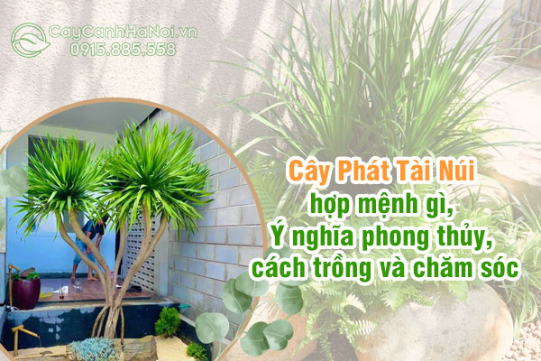 Tất tần tật về cây phát tài núi