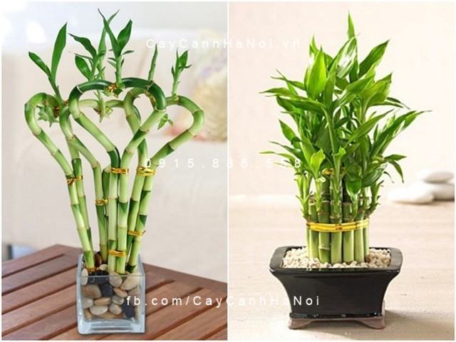 Cây phát tài để bàn Cây phát tài để bàn