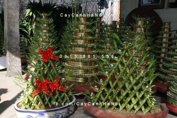Cây phát tài làm được rất nhiều kiểu