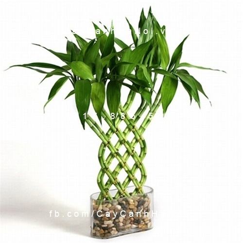 Cây phát tài đẹp Cây phát tài đẹp