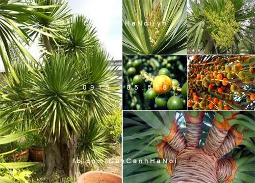 Cây phát tài rừng Cây phát tài rừng