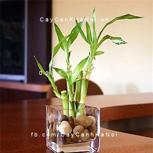 Cây phát tài để bàn Cây phát tài để bàn
