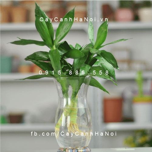 Cây phát tài thủy sinh Cây phát tài thủy sinh