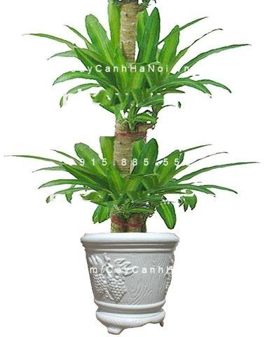 Cây phát tài thiết mộc lan Cây phát tài thiết mộc lan