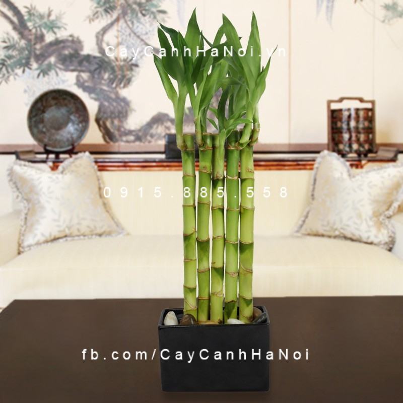 Cây phát tài trồng trên đất Cây phát tài trồng trên đất