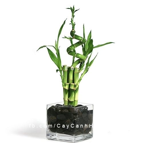 Cây phát tài bonsai
