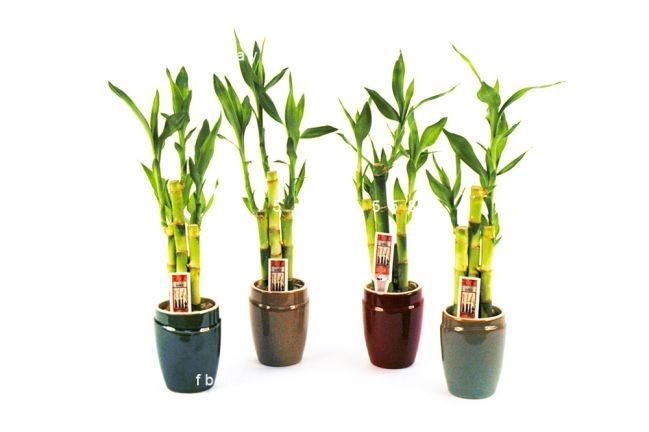 Cây phát tài đẹp Cây phát tài đẹp