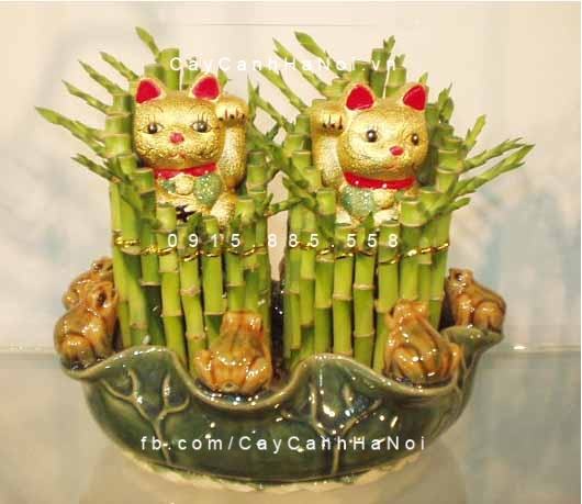 Cây phát tài mang lại may mắn Cây phát tài mang lại may mắn