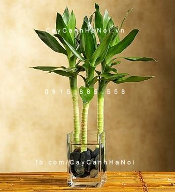 Cây phát tài trồng trong sỏi Cây phát tài trồng trong sỏi
