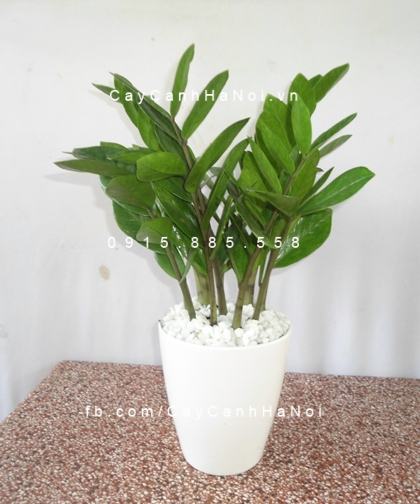 Cây kim phát tài có hoa không, ở hoa có ý nghĩa gì? Cây kim phát tài có hoa không, ở hoa có ý nghĩa gì?