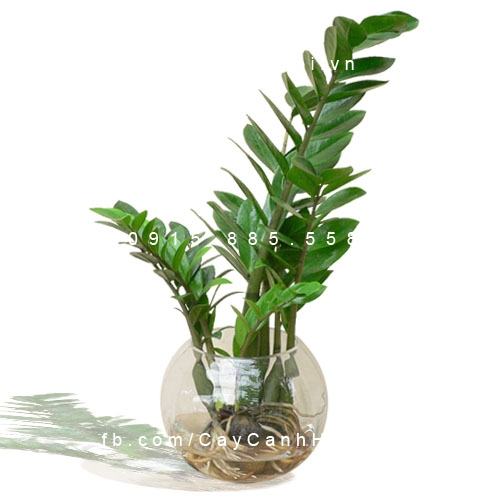 Cây kim phát tài có độc không