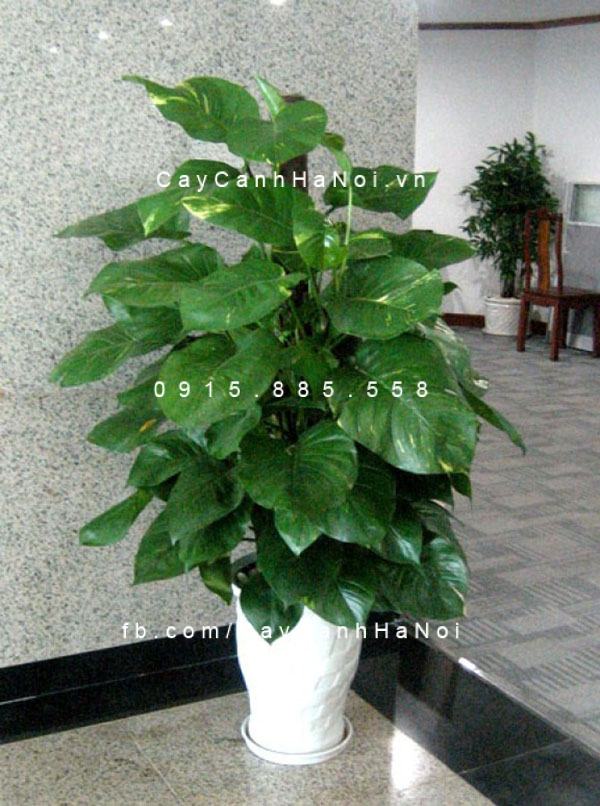 Cây vạn niên thanh leo cột Cây vạn niên thanh leo cột