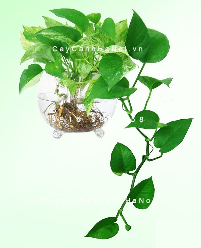 Cây vạn niên thanh thủy sinh Cây vạn niên thanh thủy sinh