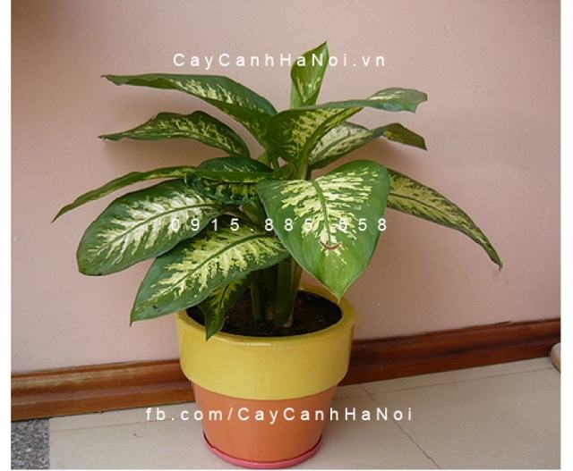 Cây vạn niên thanh trang trí nội thất Cây vạn niên thanh trang trí nội thất