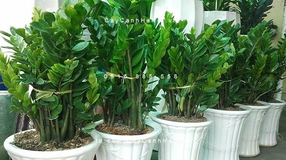 vuon-uom-cay-kim-tien vuon-uom-cay-kim-tien