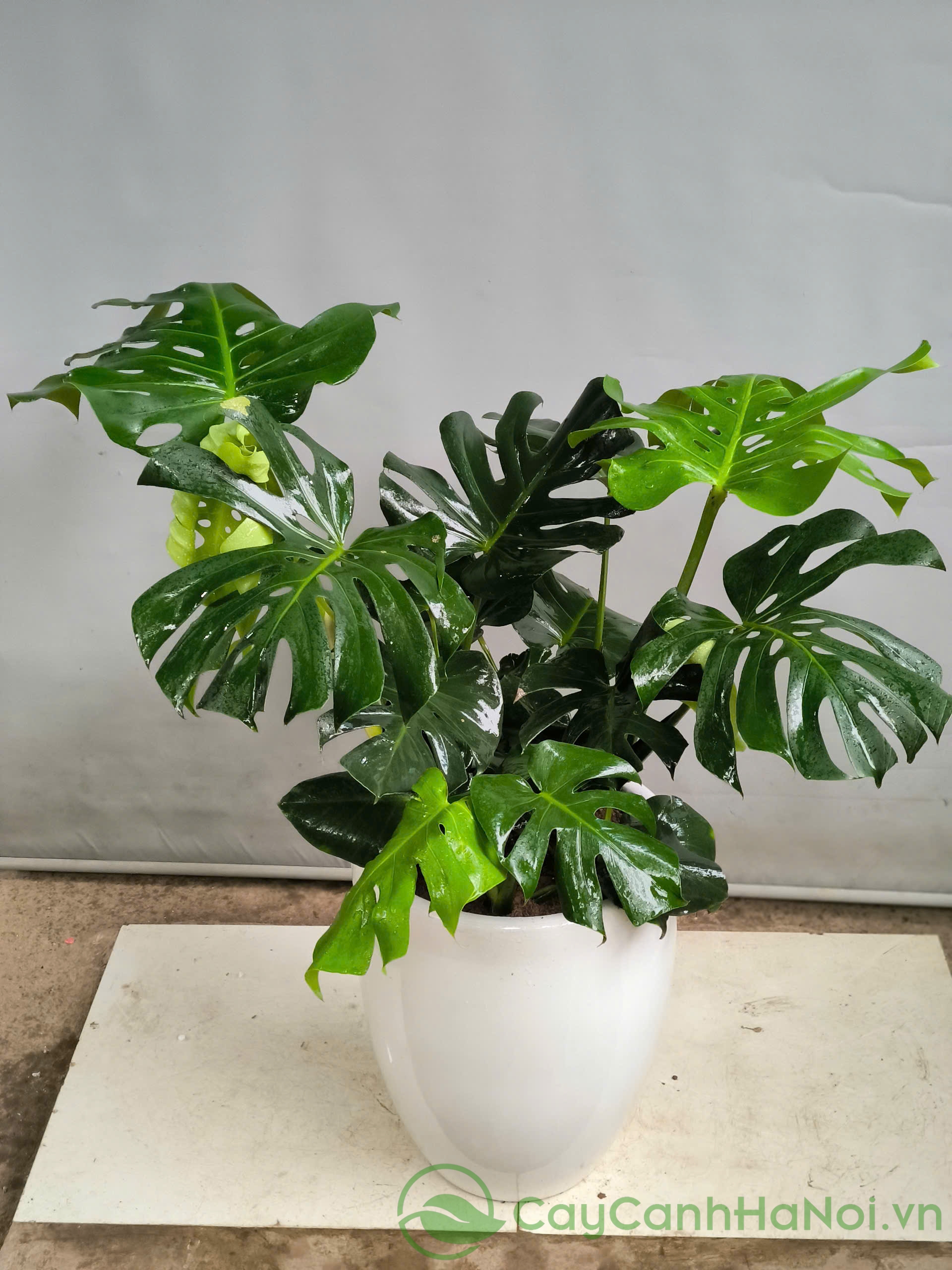 Tưới nước nhẹ nhàng ngay sau khi trồng để đất ẩm đều