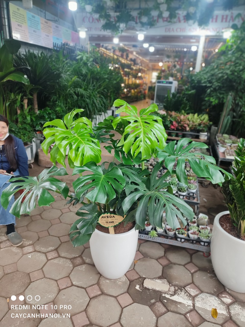 Monstera Deliciosa được mô tả khoa học lần đầu năm 1849