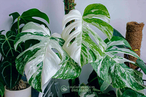 Cây Monstera Deliciosa Albo Variegata