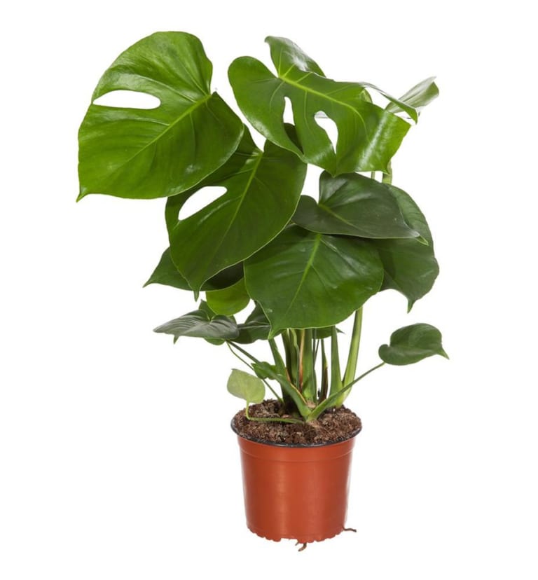 Monstera thích nghi tốt khi trồng trong nhà