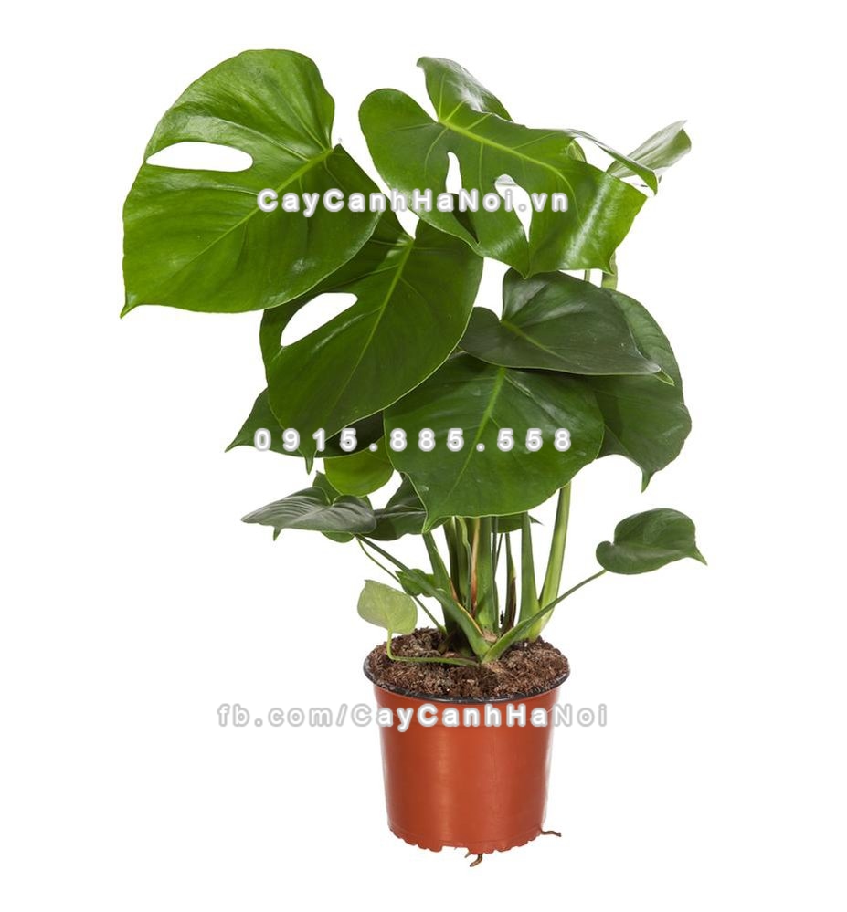 Chăm sóc cây Monstera không quá khó